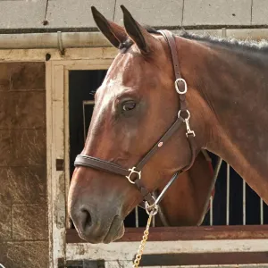 John Whitaker Ready To Ride Leather Headcollar | Two Colours