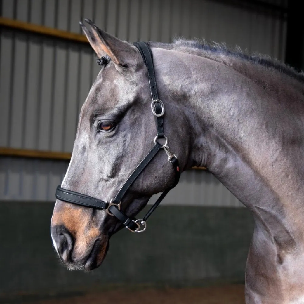 John Whitaker Ready To Ride Leather Headcollar | Two Colours